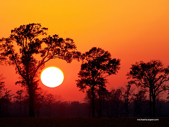 Sunset in the Trees, landscape, nature, scenic, sunset HD wallpaper