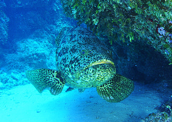 Animals, Underwater World, Fish, Goliath HD wallpaper