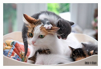 Cat w Kitten, kitten, cute, cat HD wallpaper