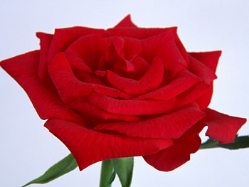 Open Face Rose, rose, flower, red, nature, marco HD wallpaper