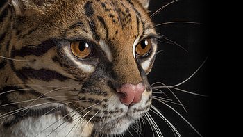 HQ ocelot , , Stunning wildcat, Amazing details HD wallpaper