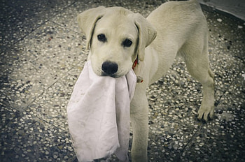 Dog, sweet, animal, dogs, cute, beautiful, puppys, puppy, pretty, animals, lovely HD wallpaper