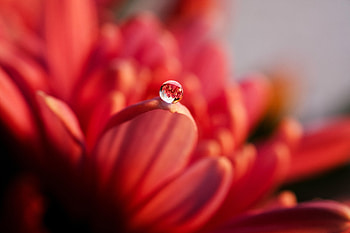 Water, Flower, Macro, Drop, Petal HD wallpaper