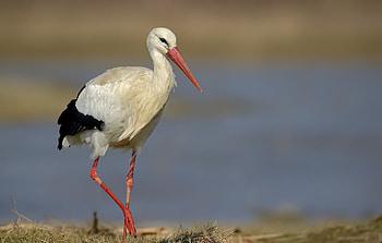 Stork, Captivating , Exquisite beauty, Nature's marvel HD wallpaper