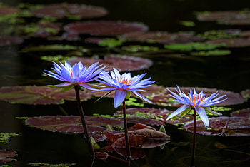 Water lilies, Flowers, Leaves, Pond, Lilies HD wallpaper