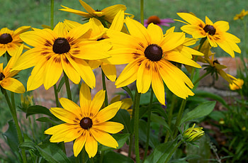 Flowers, Flower Bed, Flowerbed, Brightly, Rudbeckia, Rudbekia HD wallpaper