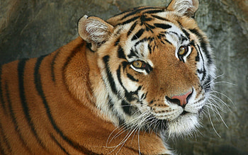 Gorgeous Tiger, animal, tiger, eyes, wiskers, nose, fur, stripes, ears, mouth HD wallpaper