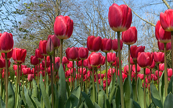 Tulips, flowers, spring, red HD wallpaper
