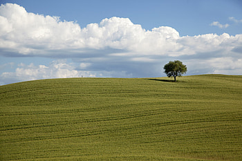 Trees, Nature, , Tree, Cloud, Grass, Hill, Lonely Tree HD wallpaper