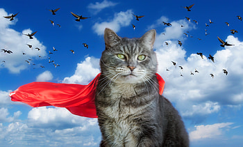 Supercat, blue, bird, pisica, creative, fantasy, red, sky, cloud HD wallpaper