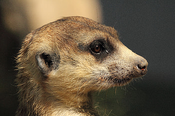 Animals, Muzzle, Meerkat, Surikat, Mongoose HD wallpaper