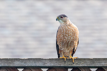 Animals, Bird, Predator, Sight, Opinion, Hawk HD wallpaper