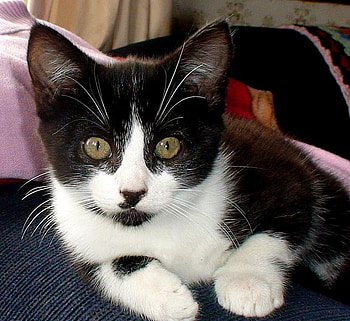 Yes, I am pretty, kitten, pet, pretty, black and white HD wallpaper