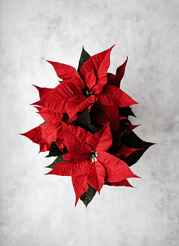 Flowers, Leaves, Flower, Poinsettia, Spurge HD phone wallpaper