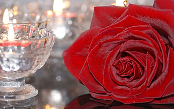 Flower, Miscellanea, Miscellaneous, Rose Flower, Rose, Glass, Candle, Burgundy, Candlestick, Bordeaux HD wallpaper