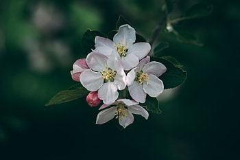 Spring, Flowers, Macro, Blur, Smooth, Bloom, Flowering, Branch HD wallpaper