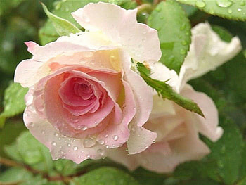 pink garden rose with waterdrops, garden, nature, pink rose, waterdrops HD wallpaper