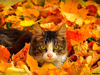 Cat in Leaves, leaves, , cool, autumn, cat HD wallpaper
