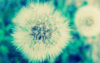 Grass, Flower, Macro, Dandelion, Fuzz, Fluff HD wallpaper