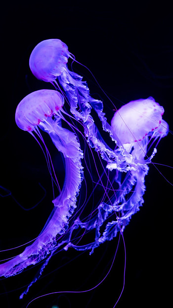 Beautiful jellyfish , Exquisite mobile background, Captivating sea creatures, Aesthetic ry HD phone wallpaper