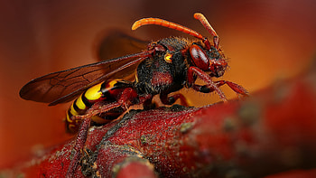 Wasp , Insect beauty, Nature's tiny warriors, resolution HD wallpaper
