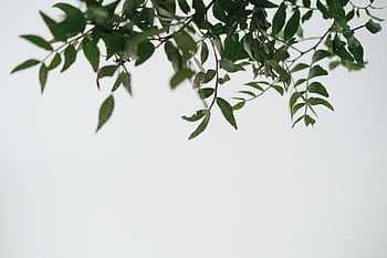 A serene composition of green leaves hanging against a minimalist white backdrop, perfect for natural-themed designs. HD wallpaper