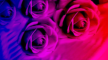 Roses!, coloured, purple, pink, roses HD wallpaper