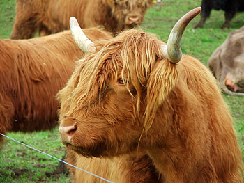 highland bull, bull, farm, cows, catle HD wallpaper