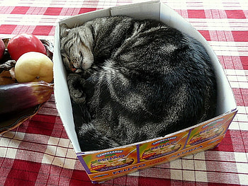 cat in a box, cat, box HD wallpaper