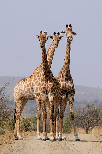 Three giraffes standing on a dirt road in a South African national park. HD phone wallpaper