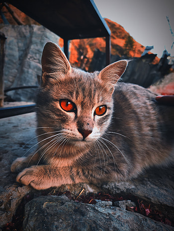 Cat, eye, whiskers HD phone wallpaper