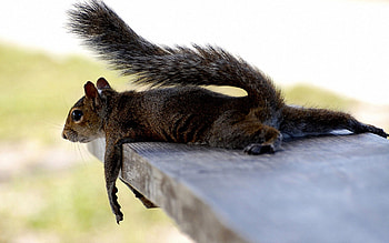 Animals, Squirrel, To Lie Down, Lie, Animal, Tired HD wallpaper