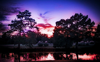 Where the Pampus grasses grow - Texas, colors, trees, sky, evening HD wallpaper