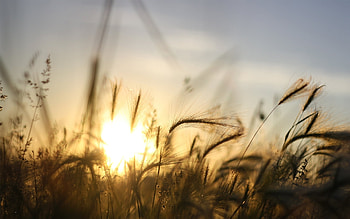 Landscape, Nature, Wheat HD wallpaper