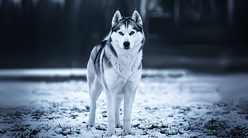 Siberian Husky: Stunning Ultra, siberian husky, husky, dog, winter, snow HD wallpaper