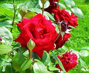 Red Roses, buds, roses, red, nature, flowers HD wallpaper