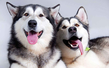 Animals, Dogs HD wallpaper