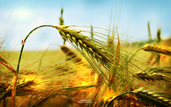 Plants, Grass, Art, Wheat HD wallpaper