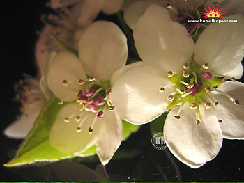 Blossom tree, nature, flowers HD wallpaper