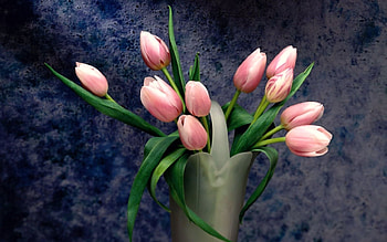 Plants, Flowers, Tulips HD wallpaper