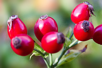 Berries, Briar, Macro, Wild Rose, Buds HD wallpaper