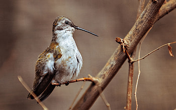 Animals, Bird, Sit, Branch, Woodpecker HD wallpaper
