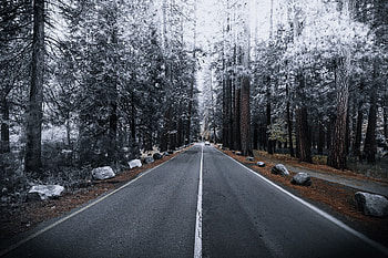 Winter, Nature, Autumn, Road, Markup, Forest, Frost, Hoarfrost HD wallpaper