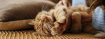 Cat Sleeping, kitten, pussy, kitty, Cat, Animal, Sleeping, purr HD wallpaper