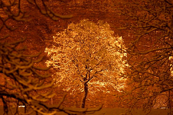 Golden Tree, golden, beautiful, , tree HD wallpaper
