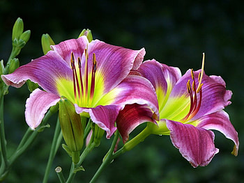 Daylily 