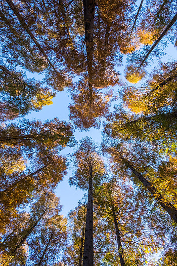 Nature, Trees, Sky, Forest, Bottom View HD phone wallpaper