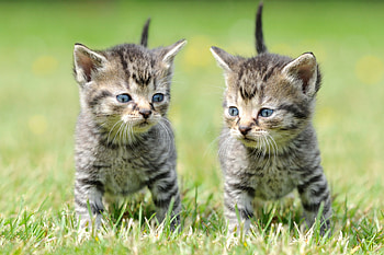 Animals, Grass, Kittens, Copies HD wallpaper