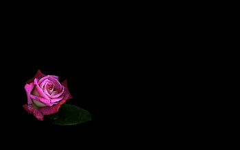 Rose, pink, black, flower, minimalism HD wallpaper