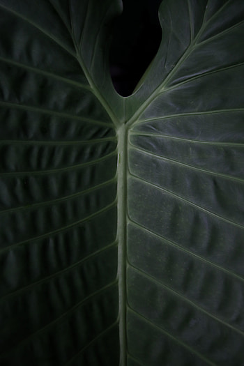 Plant, Macro, Surface, Leaflet HD phone wallpaper